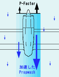 vy㗬ŉCB@P-FactorԂł́AEőx̕sύt